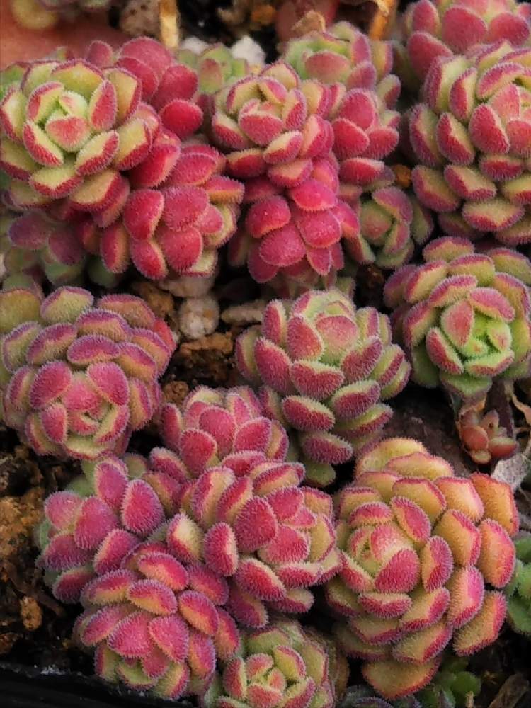 棚の画像 by はははさん | 棚と多肉屋敷とセダム属と多肉植物とセダム!と観葉植物と スプリングワンダーとおうち園芸と紅葉多肉とスプリングワンダー♡と群生派