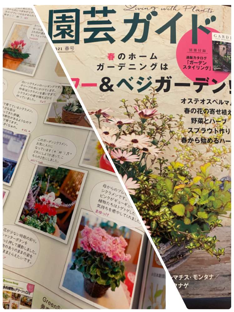 の画像 by まゆっけさん | GSに感謝。と暮らしに花をとビタミン Fと日々の生活を丁寧に…と花のある暮らしとフォトコン賞品と花が好きと園芸ガイド