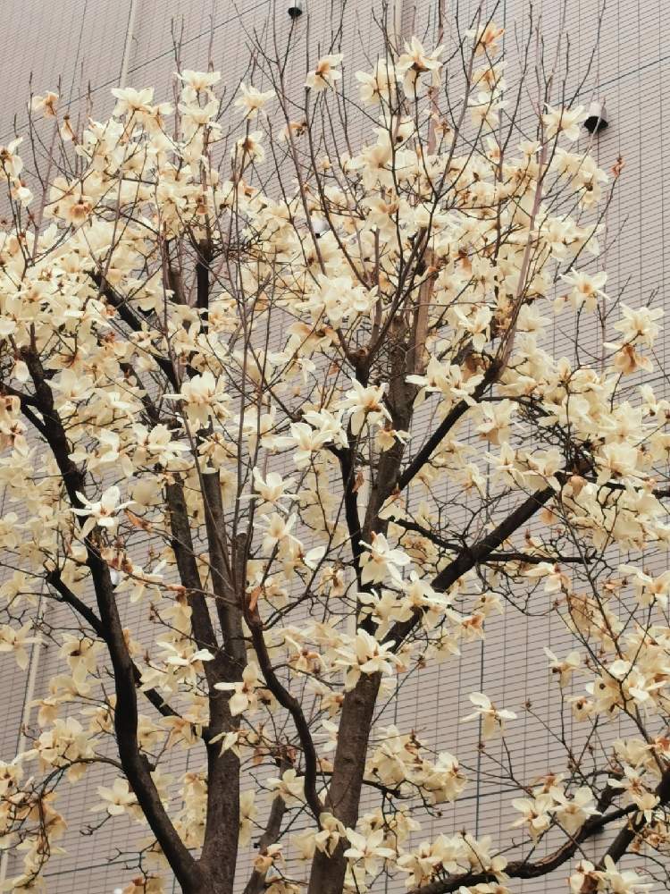 お出かけ先の画像 by リリーさん | お出かけ先とこぶしと癒やされると優しい花と爽やかと花のある暮らしと白い花と街角の花