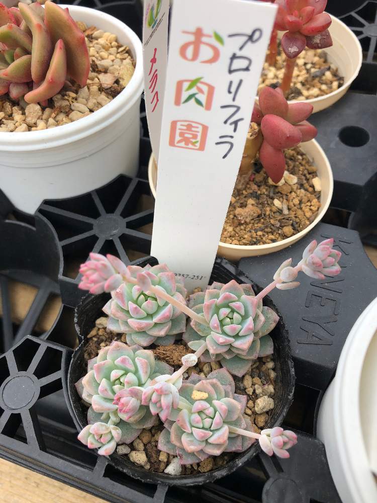 アプローチの画像 by hippo potamasさん | アプローチとプロリフィラと多肉植物と多肉男子とgreen gardenとおうち園芸とbotanical lifeと花のある暮らし