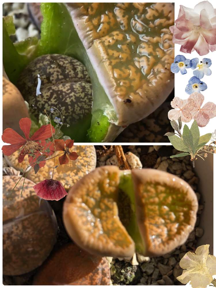 バルコニー/ベランダの画像 by らいむ٩( 'ω' )وさん | バルコニー/ベランダと多肉を楽しむと多肉植物とたにくにくにくたにくにくと#多肉#多肉植物#たにくとらいむ(*'ω'*)とたにくにくにくにくにくにくにくにくにくにくにくにくにくにくにくにくにくにくにくにくにくにくにくにくにくにくにくにくにくにくにく…とコロナに負けるな!とたにく。と多肉女子と可愛いと#たにく。