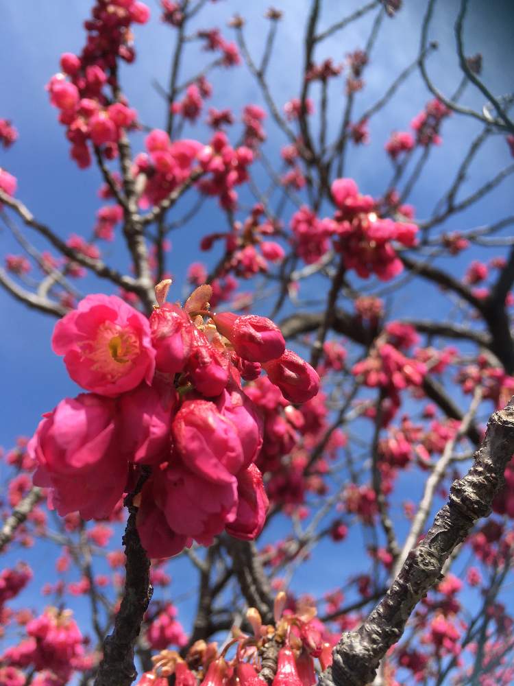 お出かけ先の画像 by gurichannel さん | お出かけ先とイマソラと一人一花フラワーステッカーと小学校の木とフラワーステッカーと寒緋桜♡とユーミンつながり