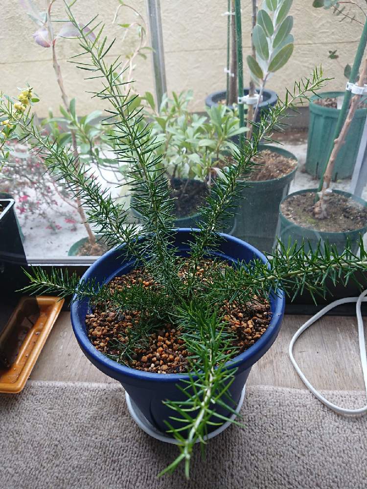 部屋の画像 by 直径さん | 部屋と暖かい日と鉢植え植物と葉が痛いタイプとオーストラリア原産とGS映えとヤマモガシ科とno green no lifeとおうち園芸と植中毒とネイティブプランツとオージープランツ