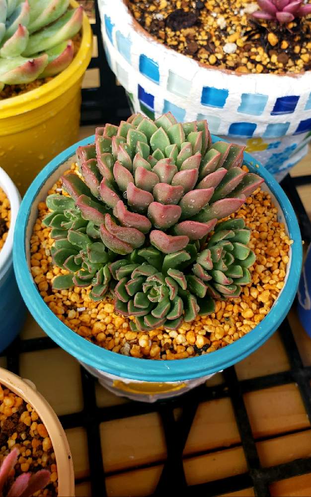 棚の画像 by はのいさん | 棚とダリーダールとセデベリア属と多肉植物