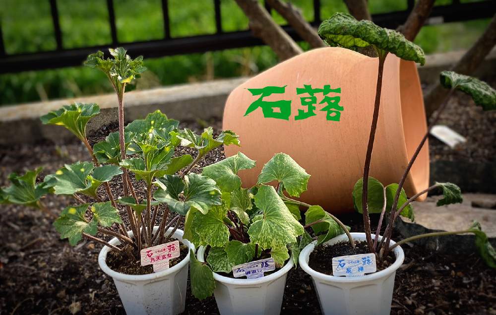 小さな庭の画像 by 薔薇ちゃんさん | 小さな庭と春はすぐそことお気に入りと毎日幸せと石蕗とおうち園芸と春支度と可愛いともうすぐ春と花のある暮らし