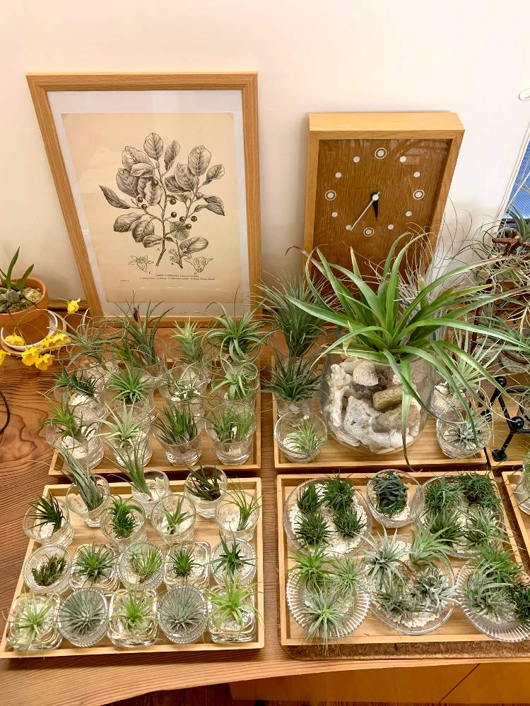 部屋の画像 by GREENROSEさん | 部屋とエアプランツ イオナンタと観葉植物とGS映えと植物とGS日和とおうち園芸と植中毒とチランジア属とComfy designとリビングとかわいいな♡とGREEN UP!とエアプランツとインテリアグリーンとエアープランツ/チランジア