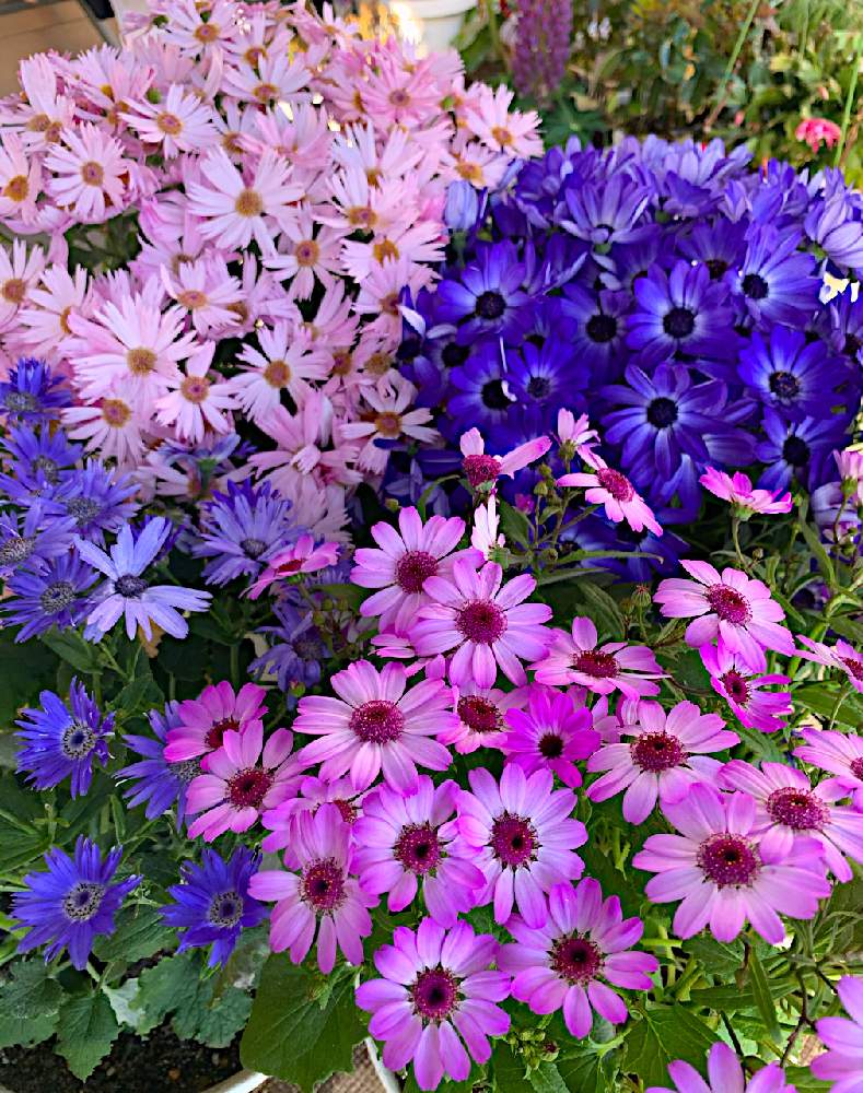 お出かけ先の画像 by azuwanさん | お出かけ先と立木性セネシオとお花を楽しむとおうち園芸とお散歩写真と綺麗なお花とお花が好き♡と花のある暮らし