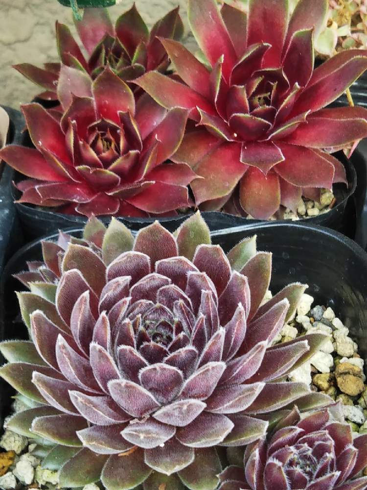 棚の画像 by はははさん | 棚と多肉屋敷と多肉植物と観葉植物とsempervivumとセンペルビヴム属とセンペルビウム☆とセンペルビウム属とおうち園芸とブルームーン センペルとブルームーン♡とセンペルビウム ゲオデールと紅葉多肉とゲオデールと群生派