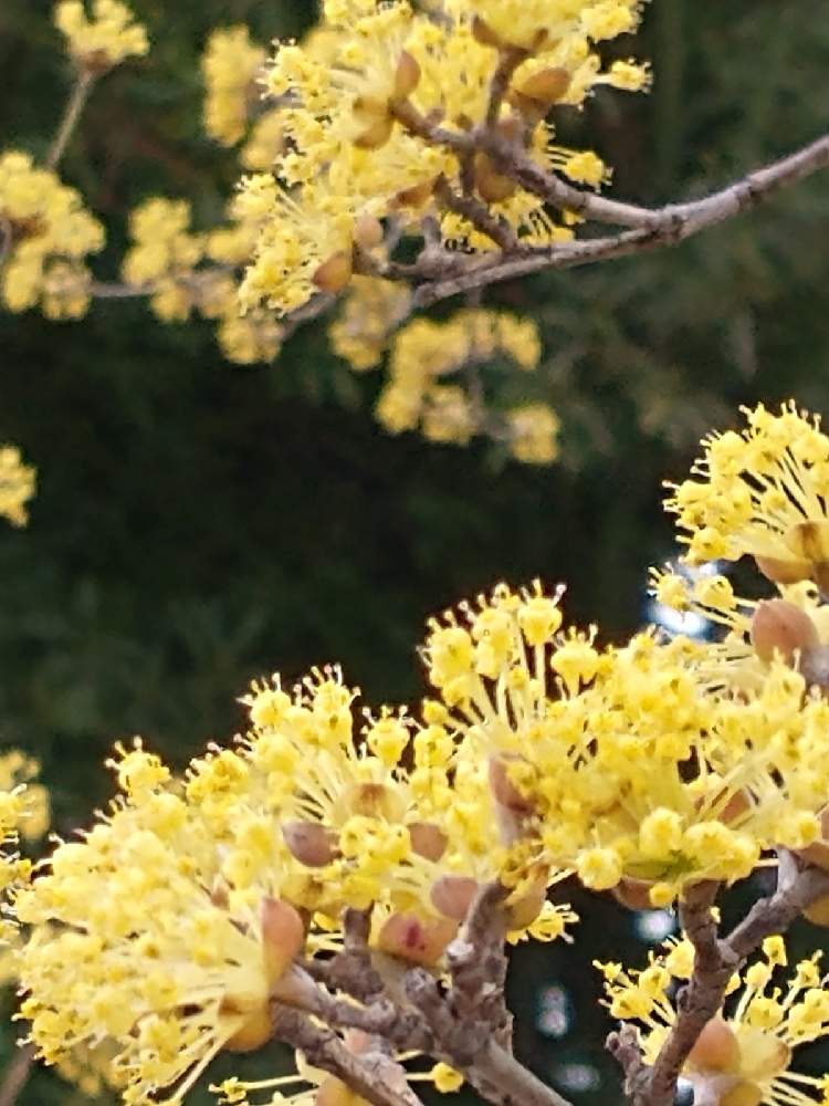 お出かけ先の画像 by hiroさん | お出かけ先とサンシュユの花とコロナに負けるな‼️と医療関係者に感謝と可愛い春の花たち
