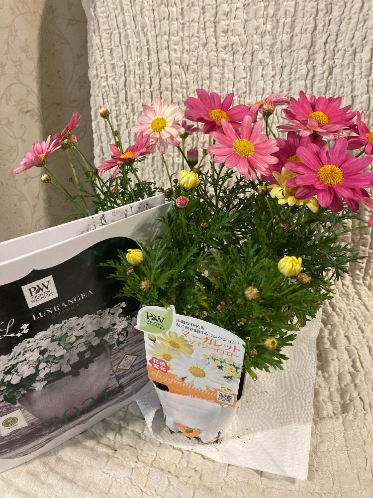 部屋の画像 by margaritaさん | 部屋とPWプレゼントキャンペーン当選と癒しの時間とPWと今日の一枚とおきにいりといやし♡と今日の花と小さな幸せ♡と花のある暮らしと大好き♡︎ʾʾとかわいい♡♡