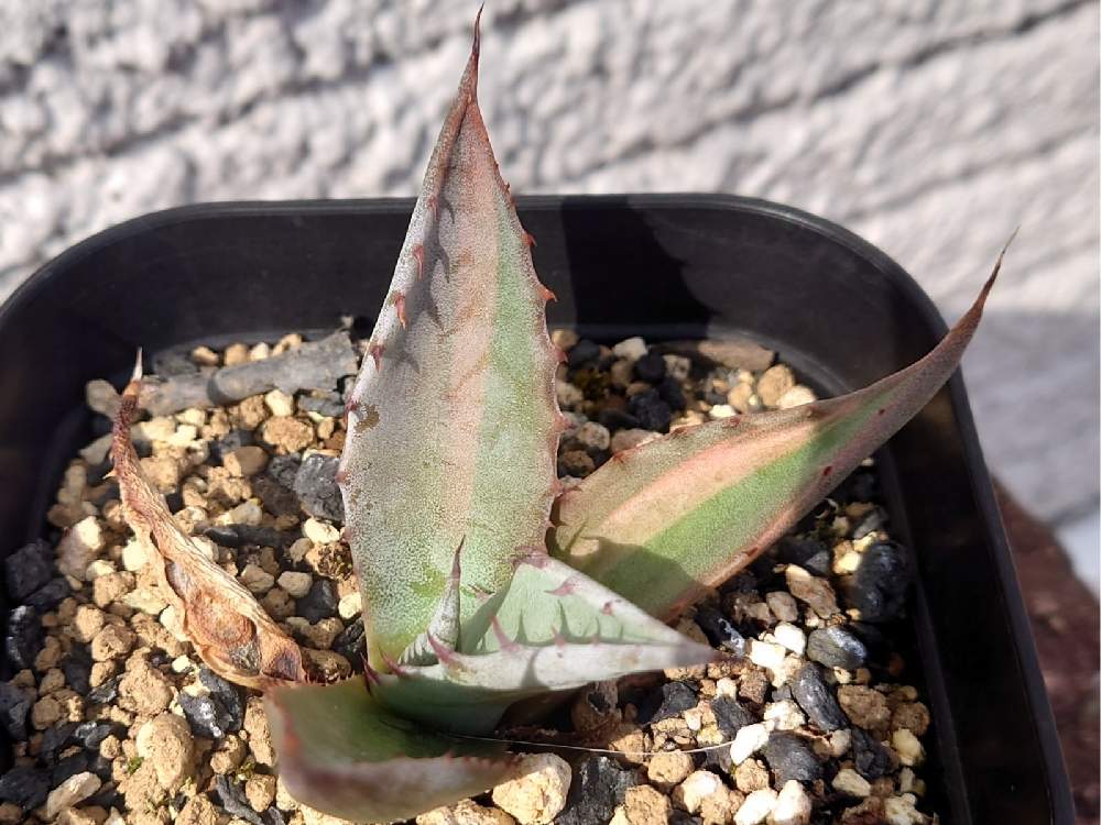 小さな庭の画像 by ミヤっち♪さん | 小さな庭とAgave salmiana Mr. Rippleとアガベ サルミアナ ミスターリップルと多肉植物とアガベ属