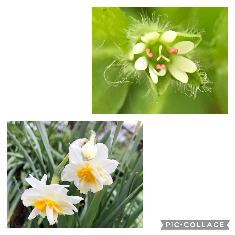 の画像 by ひろさん | 雑草図鑑と春見っけた❗️と野草・雑草だって可愛いとGSのみなさんに感謝♡と森のがっこうと森の負けないぞ❗️と赤蕊