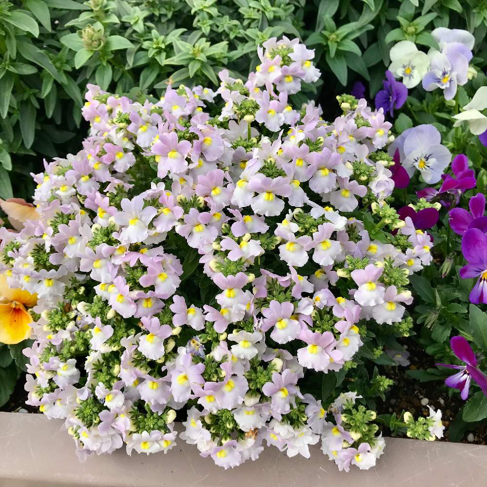 小さな庭の画像 by さきざるさん | 小さな庭とネメシアとネメシア:スカイミストと小庭のお花♬とお花*2年生♬と花壇と小さな花壇とおうち園芸とスカイミスト♬ネメシアと小さな小さな庭と花のある暮らしとさきざる花壇♬