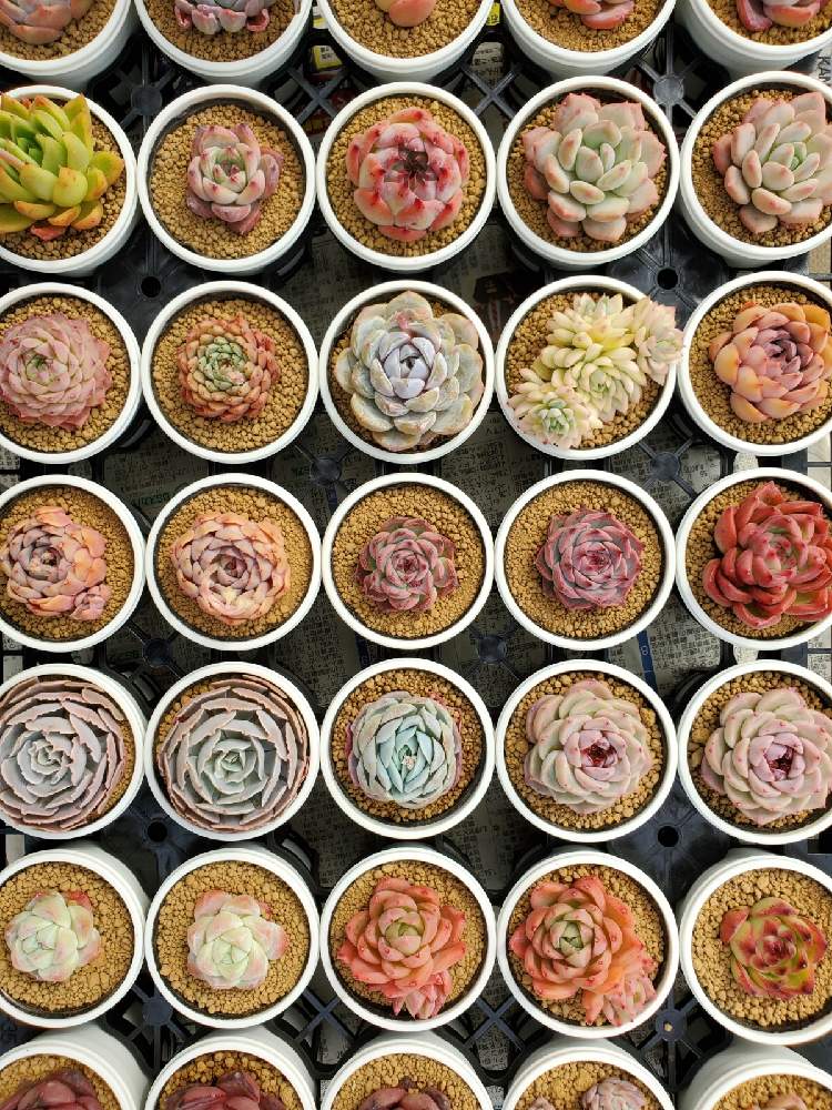 畑の画像 by 多肉のたかださん | 畑とエケベリアと多肉植物と多肉のある暮らしとおうち園芸とエケベリア属とさぼてんと多肉のたかだ