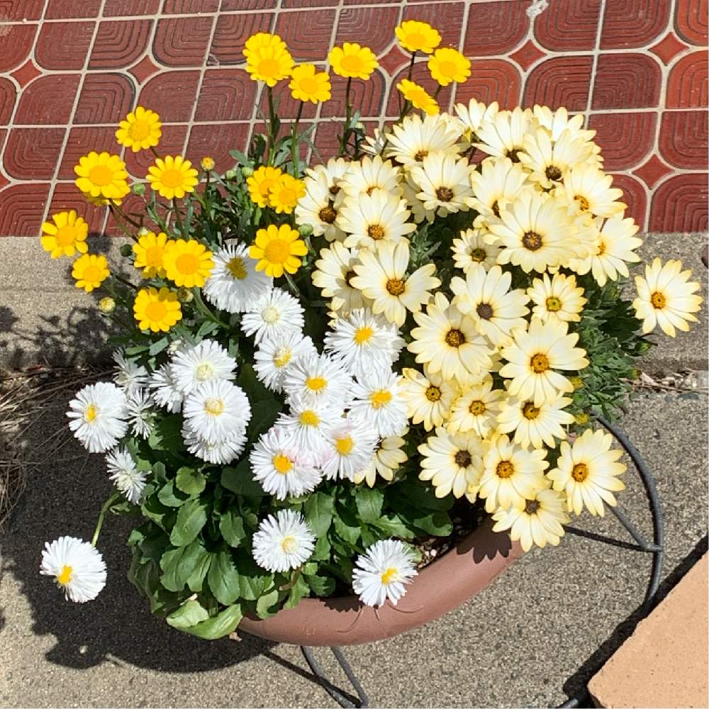 の画像 by ちきさん | デイジーとムルチコーレとデージーとディモルフォセカ パステリーナと寄せ植えと開花と簡単にできる!ガーデニング寄植え