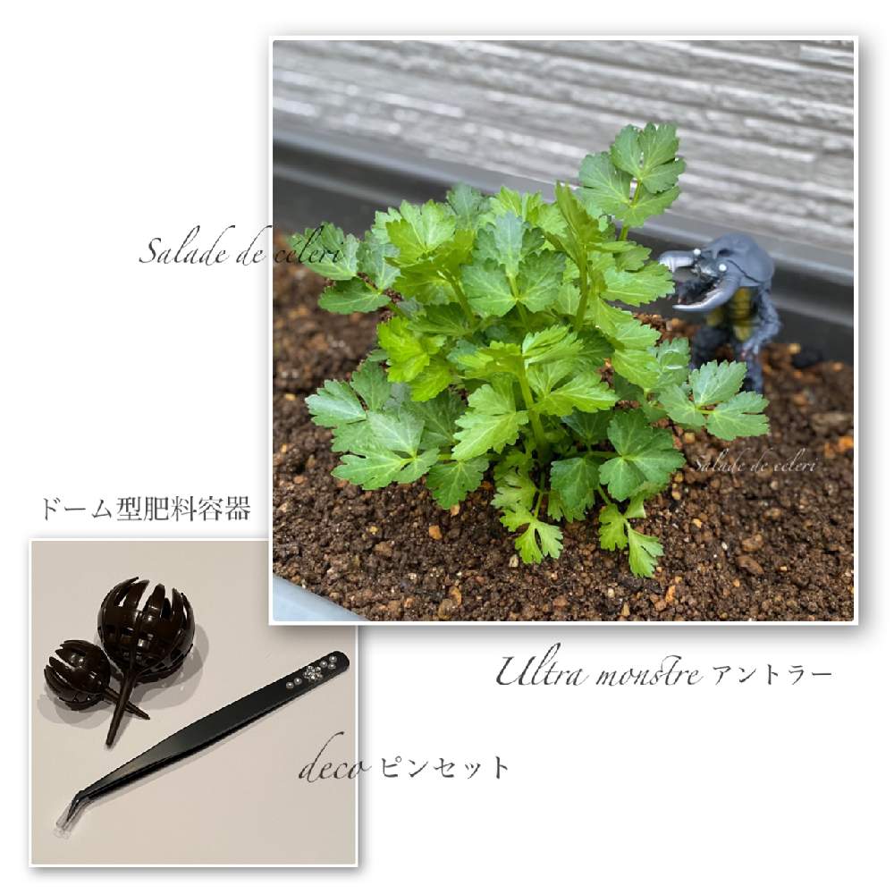 バルコニー/ベランダの画像 by ++ Mysteron ++さん | バルコニー/ベランダとプランター菜園とおうちde菜園とキャプテン スカーレットの会とハーブとハーブのある暮らしとベランダ菜園とサラダセロリ.と浴槽プランター