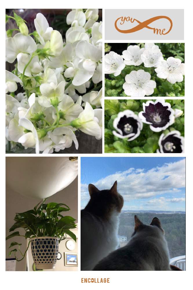 部屋の画像 by 4匹の猫ママさん | 部屋と皆様に感謝します^_^と仙台市青葉区界隈と皆様いつも有り難う^_^と白い花^_^