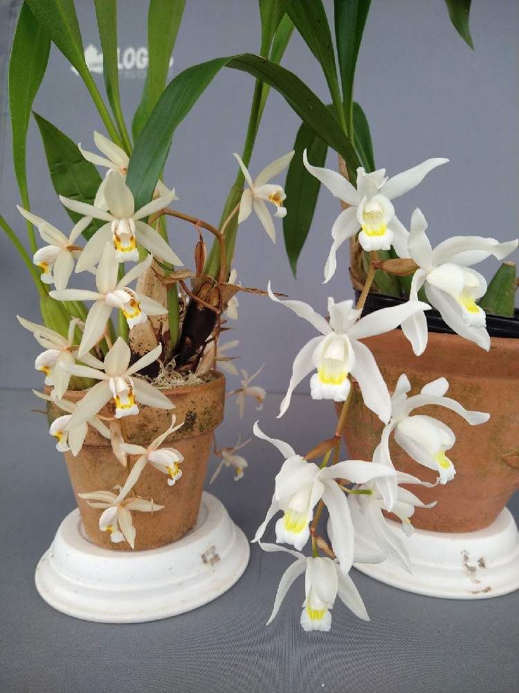 部屋の画像 by 阿南田零さん | 部屋とCoelogyne Intermediaとセロジネ インターメディアとセロジネ フラクシダ 'ラッキーボーイ'とCoelogyne flaccida 'Lucky Boy'と着生植物と洋蘭と着生ランとラン科とorchidとセロジネとおうち園芸と洋蘭広め隊とオーキッドと洋ランとらんとガーデニングと洋蘭交配種と花のある暮らしと白い花とセロジネ属と洋蘭原種とCoelogyneと洋らん