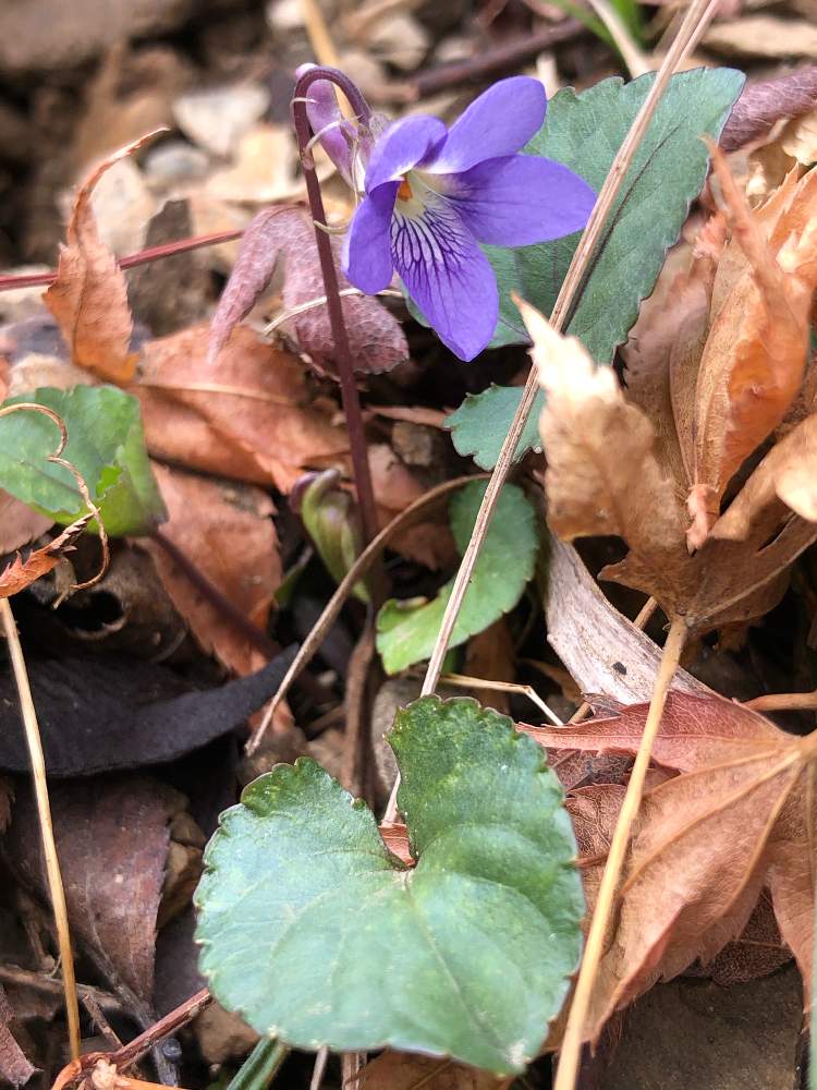 の画像 by ガンバさん | 花のある暮らしとお散歩写真