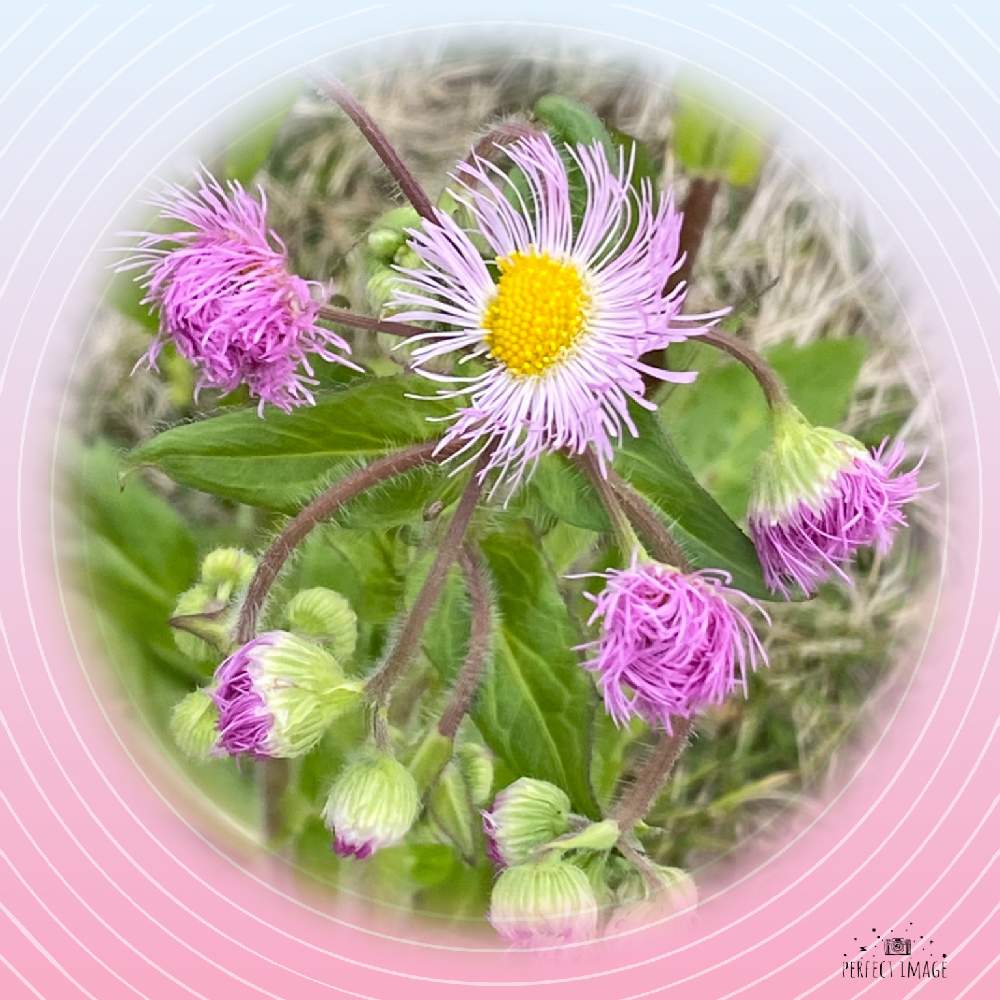 の画像 by ''まこS''さん | コロナに刃を⚔鬼滅党とワクワクの花たちと道端徘徊同盟と最愛の友へ届けと今日のお花とありがとう医療従事者の方々とピンクワールドへ ようこそと明日はきっと良い日になると鬼滅の刃⚔️目指せアカデミー賞とハルジオン 春紫苑と㊗️もんもんチャン4600picと2021桃色吐息