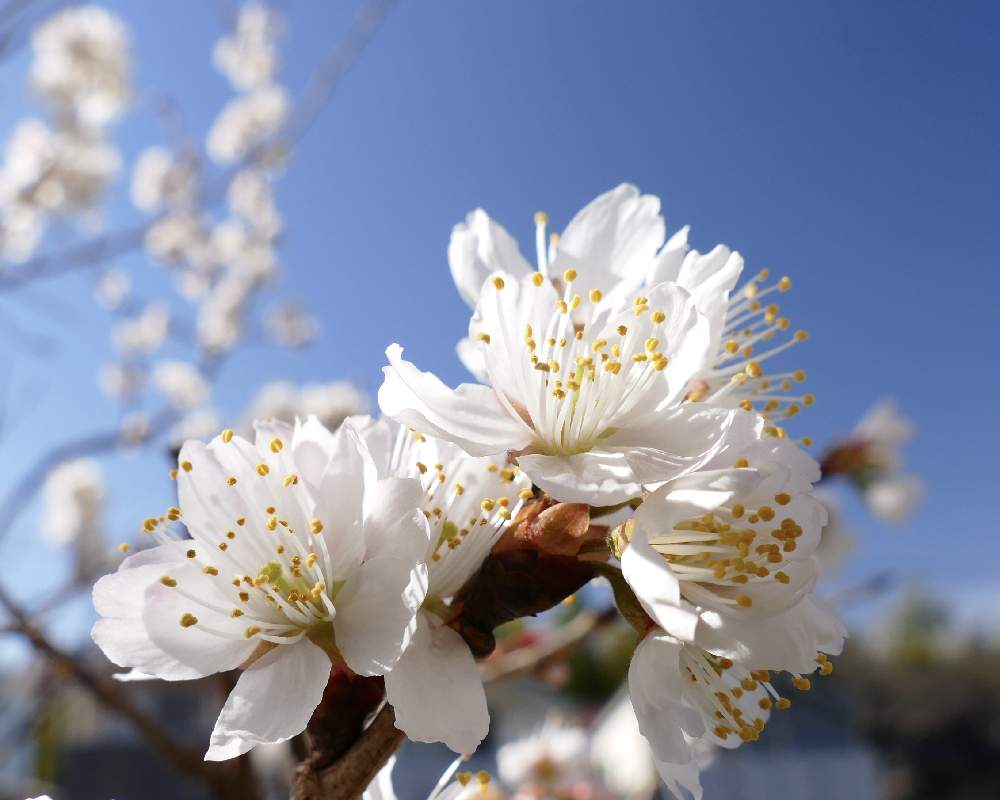 お出かけ先の画像 by hotaruさん | お出かけ先とサクラとカンザクラとピンクの花と花のある暮らしと野草 山野草と花と青空