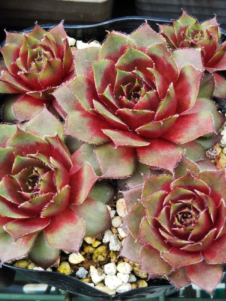 棚の画像 by はははさん | 棚と多肉屋敷と多肉植物と観葉植物とsempervivumとセンペルビヴム属とセンペルビウム☆とセンペルビウム属とおうち園芸と紅葉多肉とセンペルビブムと群生派