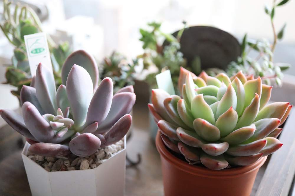部屋の画像 by m-hippo*さん | 部屋とメキシカンサンセットとバブルガムと多肉植物とパキベリア属と多肉植物のある暮らしとエケベリア属と癒し…♡