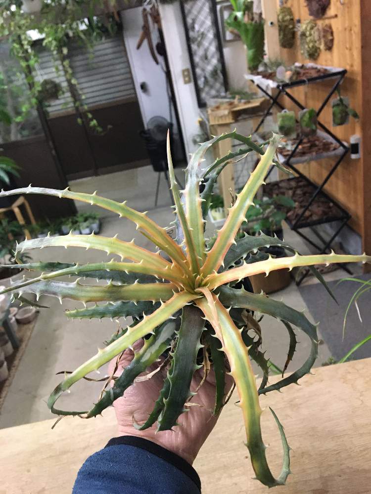 インテリアの画像 by greenjamさん | インテリアと多肉植物と観葉植物とディッキアとディッキア・サメッドRTPとGREEN JAMとfoliageplantと多肉植物のある暮らしと植中毒と越谷と多肉女子と多肉植物とサボテンと観葉植物のある暮らしと珍奇植物と観葉植物専門店と多肉が欲しがる鉢