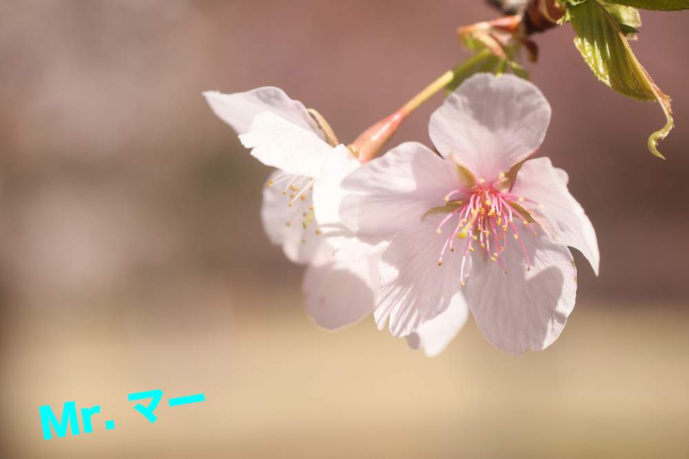 お出かけ先の画像 by Mr. マーさん | お出かけ先と玉縄桜とやめよう無断転載ともんもんチャン♡見守り隊と県立相模原公園と㊗️もんもんチャン4600picと2021年桃色吐息