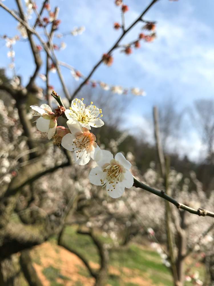 お出かけ先の画像 by tomoさん | お出かけ先と白梅の花と春のお花