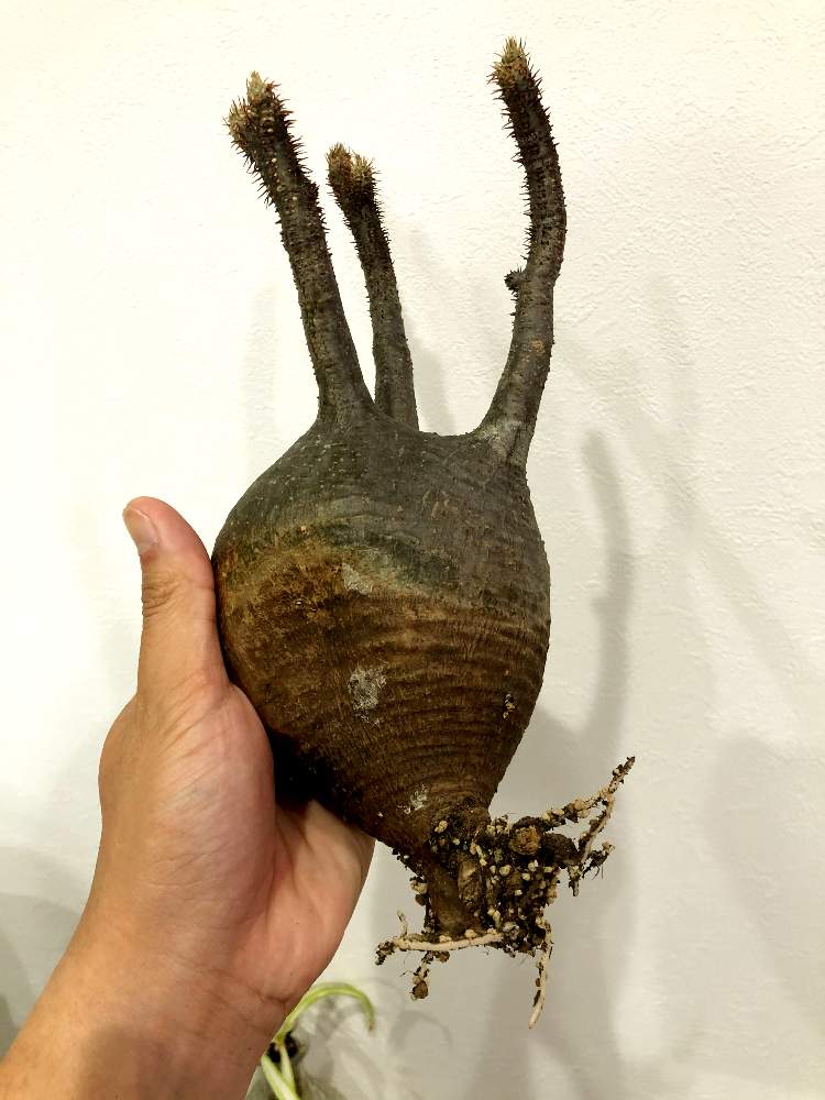 キッチンの画像 by ひろけんさん | キッチンとパキポディウム・グラキリスと多肉植物と現地球と刺のある暮らしと塊根男子と温室崩壊ショックと私の妻はメガトロンとコーデックスと温室復活計画とルノーディーン☆と植物系男子