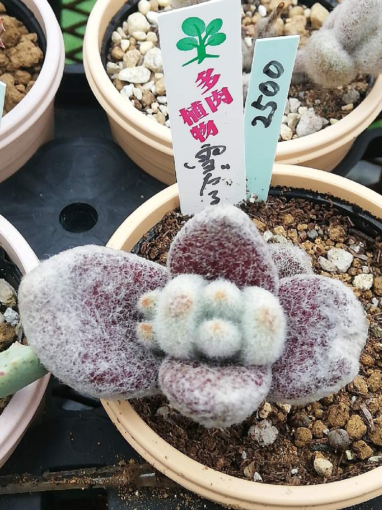 の画像 by アンソニーさん | 多肉植物と多肉男子とウサ耳祭りと白兎耳。とステファン苗♡とパンダラビット!とおうち園芸と多肉女子と チョコレートソルジャーと福兎耳♪とカランコエ属と花のある暮らしと ゴールデンラビットと月兎耳☘️と 月兎耳