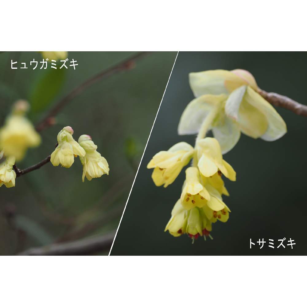 お出かけ先の画像 by 我楽多さん | お出かけ先とトサミズキとヒュウガミズキとお散歩(花)とお散歩と長久保公園とOM-D E-M1ⅡとOLY ED-ED 300mm F4.0 PRO
