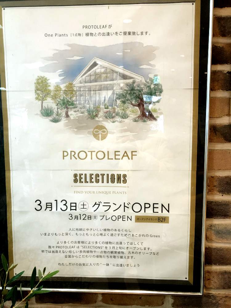 お出かけ先の画像 by 月面旅行さん | お出かけ先とチランジア亜科とチランジア【エアプランツ】と植物のある暮らしとディッキア属とエクメア属とブロメリア亜科とティランジア亜科とフリーセア属とブロメリア科とおうち園芸とチランジア属とネオレゲリア属とビルベルギア属とアナナス属とエアプランツとビザールプランツとエアープランツ/チランジア