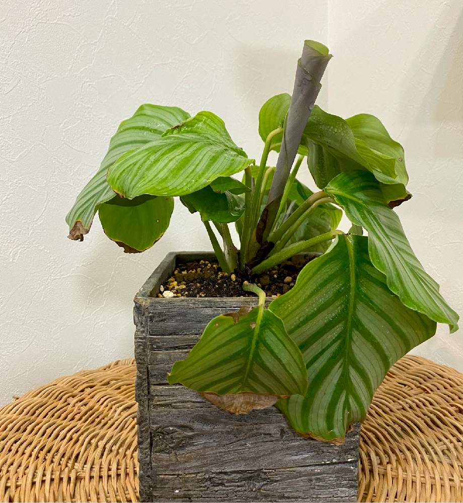 部屋の画像 by しおんさん | 部屋とカラテア オルビフォリアと観葉植物とS家の成長記録と観察記録と鉢植えと新芽とホームセンター出身と元ハイドロ苗