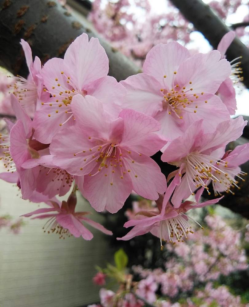 お出かけ先の画像 by モコさん | お出かけ先と河津桜(カワヅザクラ)