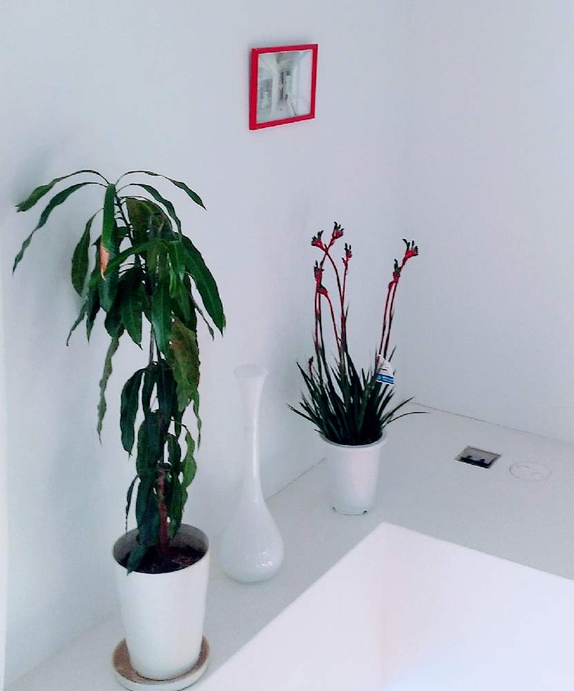 部屋の画像 by ラディッシュさん | 部屋と鉢植えと希望
