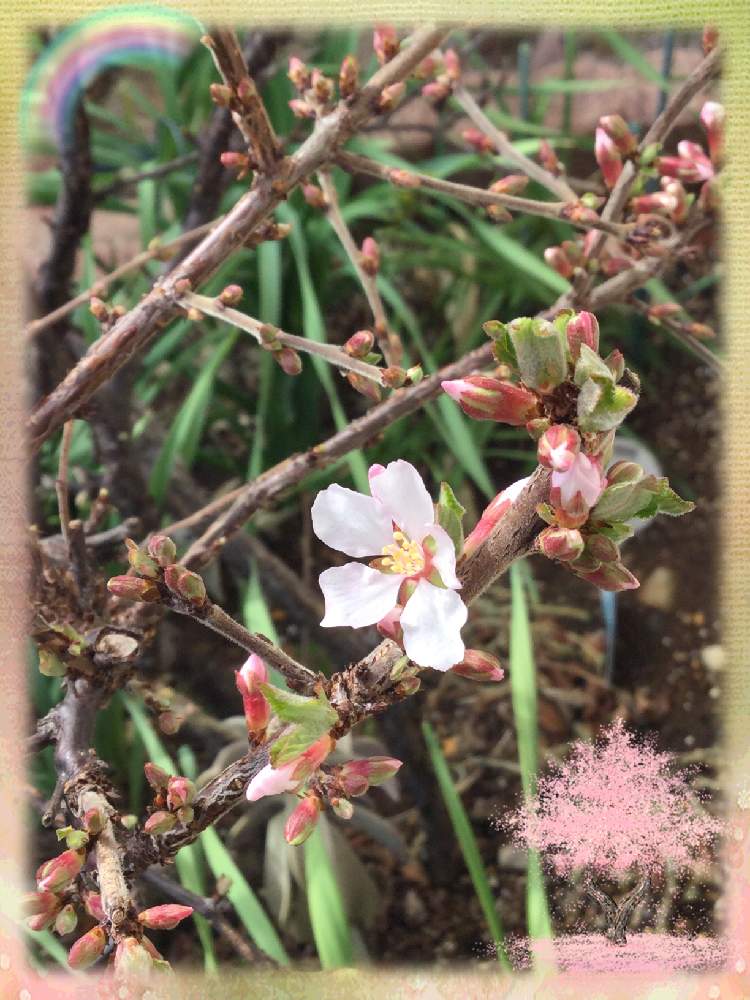 小さな庭の画像 by ミチさん | 小さな庭と花のある暮らしと温かい気持ち♡とユスラウメの花とミッチの会