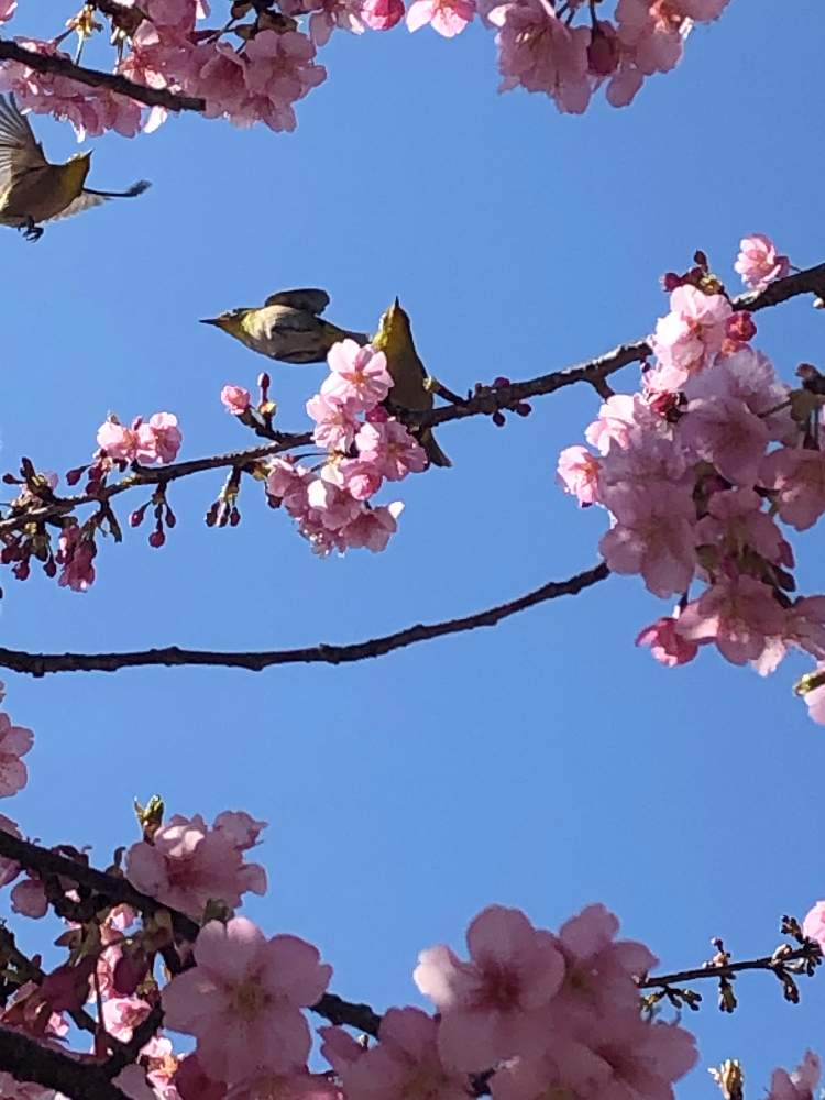 の画像 by ダンディ先生さん | 河津桜とメジロ.