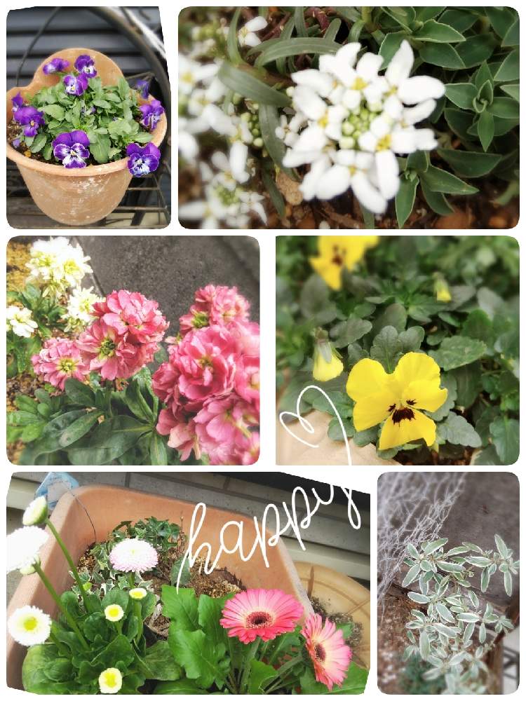 小さな庭の画像 by ポリィさん | 小さな庭と#朝の風景と#ガーデニング初心者と#庭の花と#花のある生活とほっこりする瞬間と可愛いと#咲いてると#花との楽しいひととき