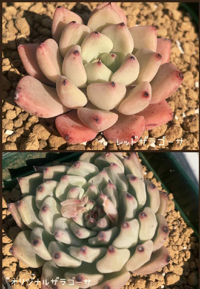 バルコニー/ベランダの画像 by Ichirensoo_suc♡さん | バルコニー/ベランダと多肉植物とキレイなと植物のある暮らしと自然と屋外と多肉大好きとおうち園芸と春が待ち遠しいと分厚い葉とエケベリア属とほんのりピンクと楽しみ〜とザラゴーサ✨とかわいいな♡