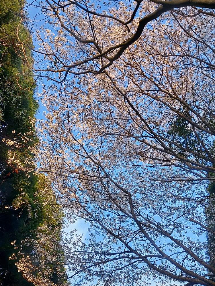 お出かけ先の画像 by けいこちゃんさん | お出かけ先と空が好きと自己満足♡と元気もらえるとリフレッシュ♡と花のある暮らしと花遊び