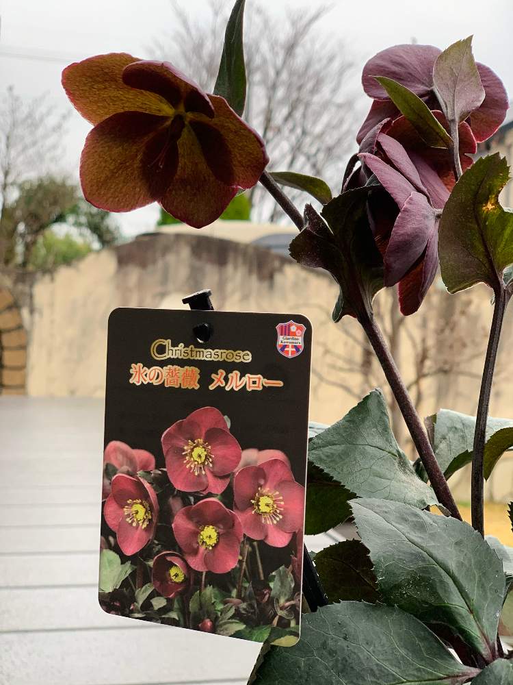 小さな庭の画像 by mintさん | 小さな庭とクリスマスローズと氷の薔薇 メルローと氷の薔薇 メルローとクリスマスローズ 氷の薔薇とおうち時間と癒しとお家園芸と クリスマスローズとLOVE GREENと花のある暮らしと成長日記