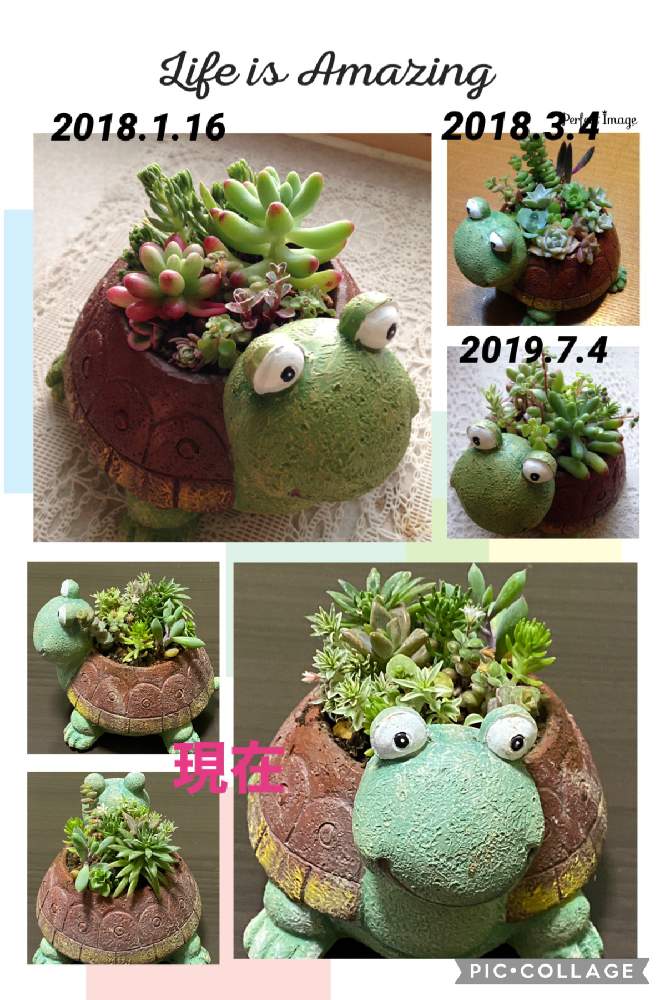 バルコニー/ベランダの画像 by ミモザさん | バルコニー/ベランダ