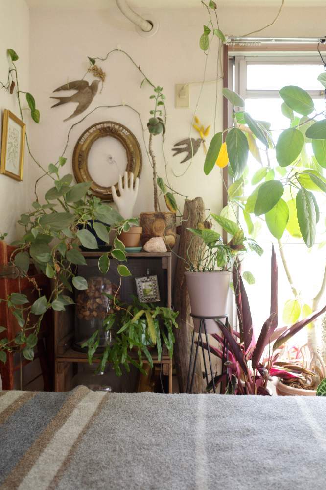 棚の画像 by SHINPEIさん | 棚と観葉植物と植物男子とグリーンインテリアと育てやすいとインテリアと植物とおうち園芸とつる性植物と丈夫な植物とウォールデコレーションと観葉植物のある暮らしとシダ植物と窓際とアーバンジャングルとディスプレイとインテリアグリーンと植物の飾り方