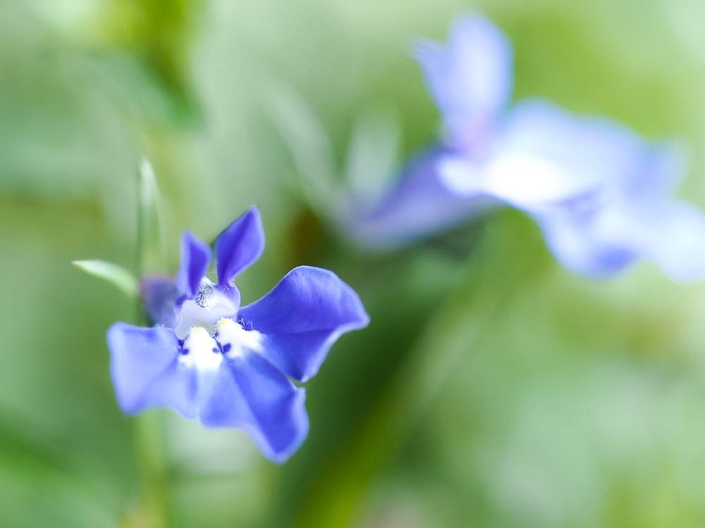 小さな庭の画像 by lalamさん | 小さな庭とマクロで青い花を写そう!2021と花のある暮らしと青い花マニアとチーム・ブルーとロベリア☆