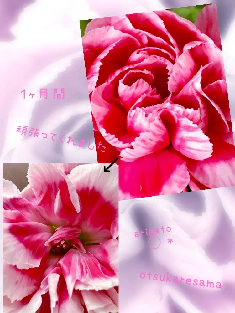 部屋の画像 by laphiさん | 部屋とスプレーカーネーションとありがとう♡と花と緑のある暮らしと植物に感謝