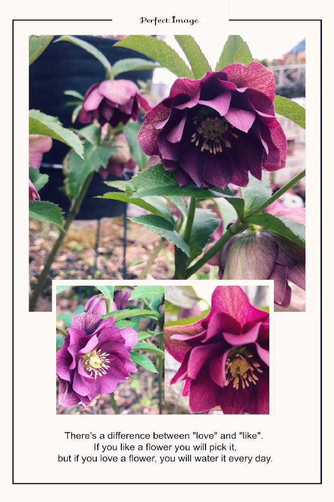 小さな庭の画像 by kayさん | 小さな庭とクリスマスローズと花のある暮らしと植中毒と玄関前花壇とリビング前花壇
