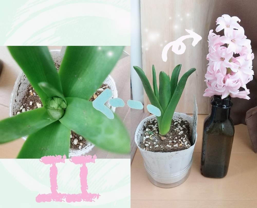 部屋の画像 by エリーさん | 部屋とヒヤシンスとお買い物♪とおうち園芸
