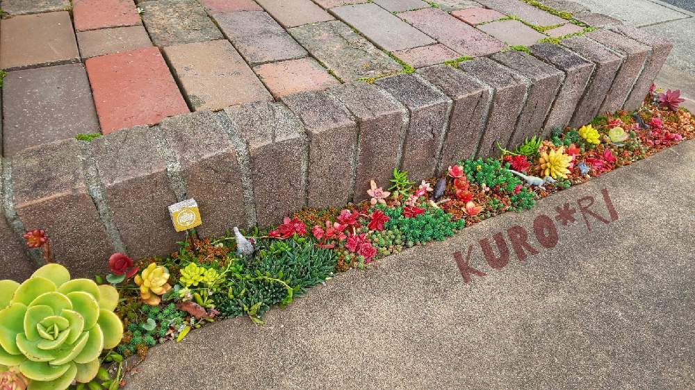 小さな庭の画像 by Kuro*riさん | 小さな庭とピーチプリデと多肉植物いろいろと隙間に多肉と多肉地植えとGS映えとナチュラルライフと三重県と小さな幸せ♡とズボラガーデナーと植物がある暮らしとナチュラルスタイルと多肉初心者と花も多肉も好き